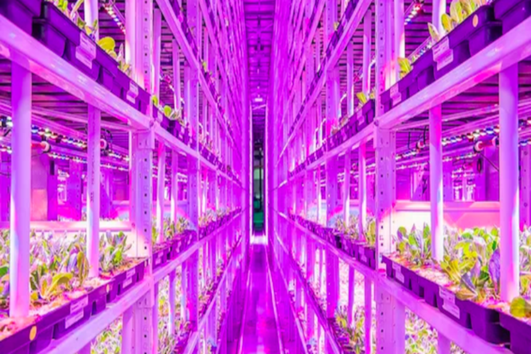 Lettuce do it: World's largest indoor farm coming