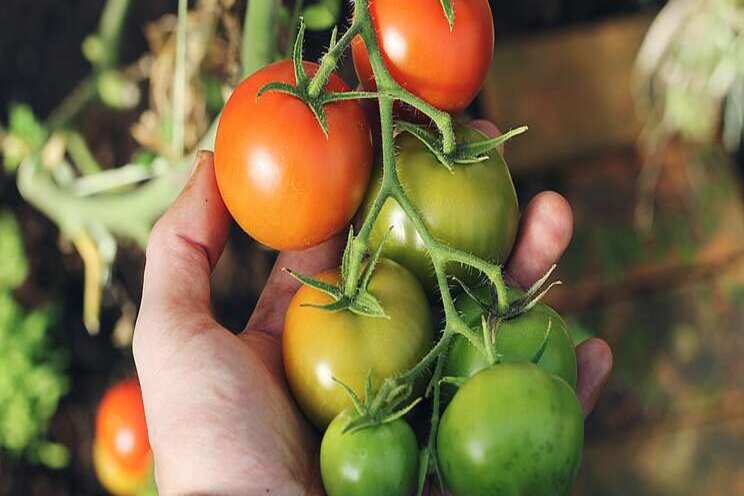 Tomato breeder IDs gene that provides resistance