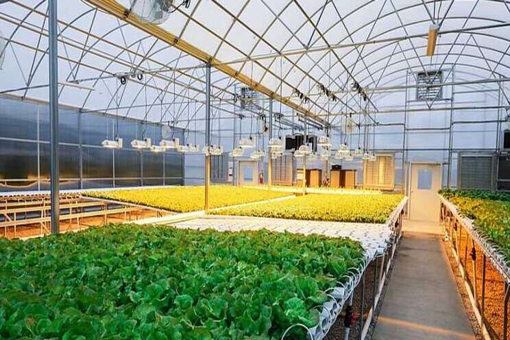 Smart tweaks to your vegetable greenhouse have big rewards