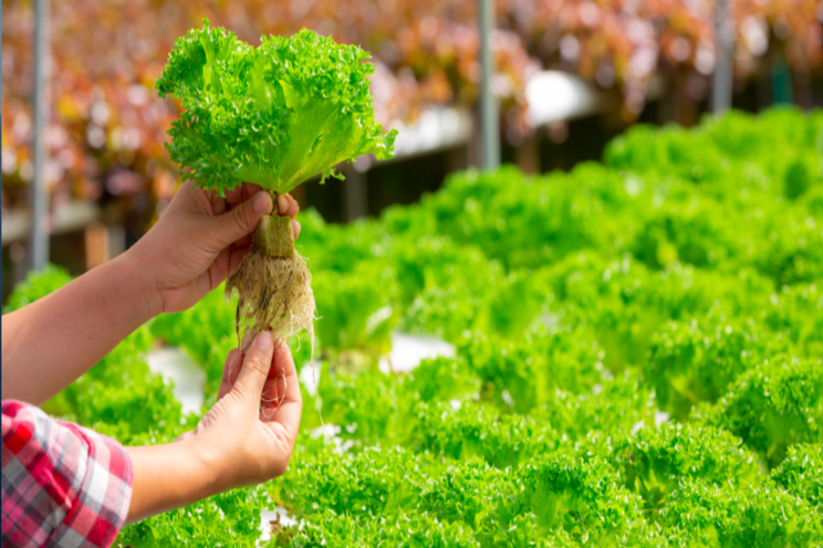 Aquaponic farming promises higher yields