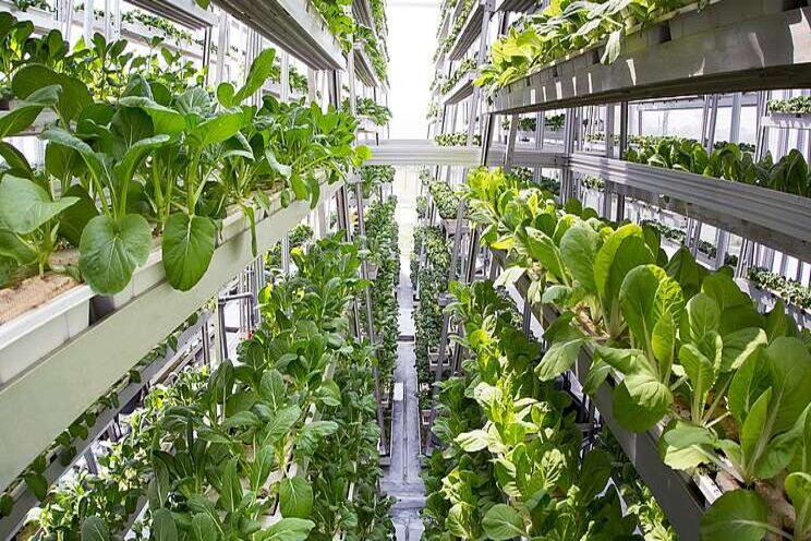 Use of AI in greenhouse and vertical agriculture