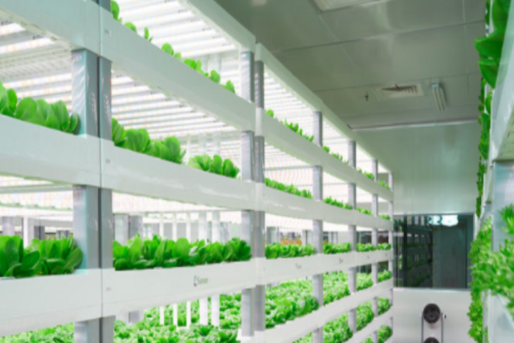 Vertical Farming: IDTechEx research asks how big is too big