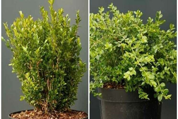 Efforts to build a better boxwood pay off