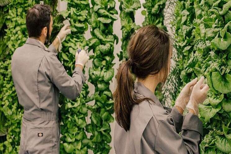 The concept, definition and economics of Vertical Farming