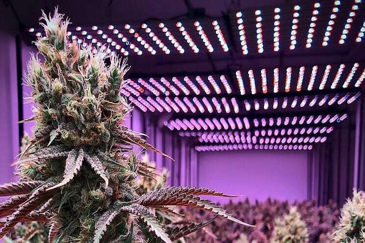 Can lighting increase cannabis potency?