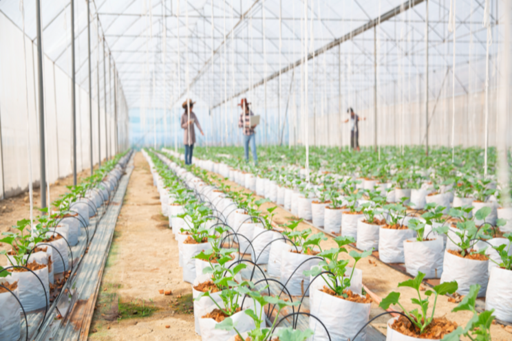 Desert Farming: Bolstering food security