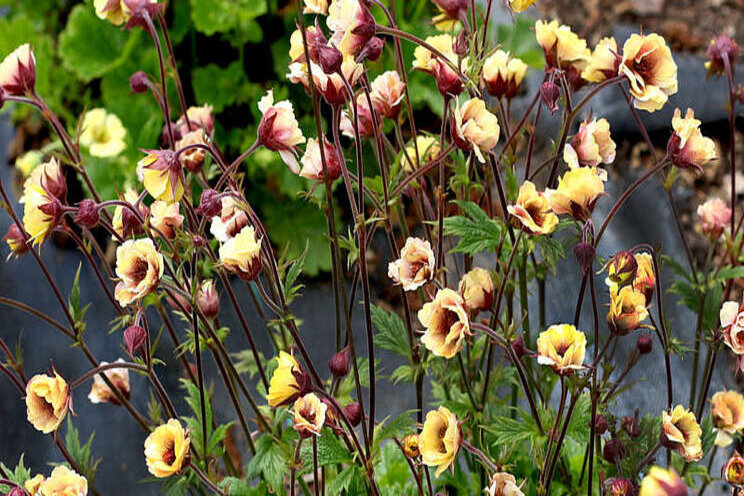 Terra Nova Nurseries releases geum series video