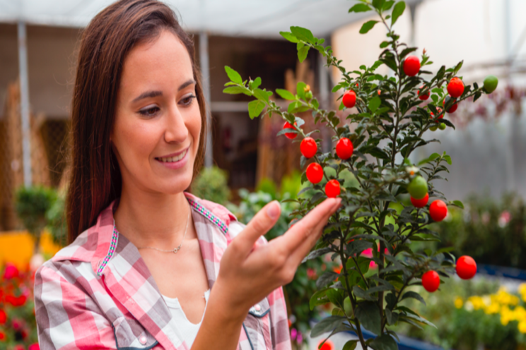 Houweling's tomatoes targets Great Plains