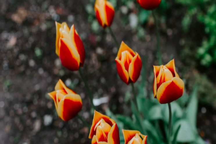 LISTEN| Time to start thinking about spring blossoms