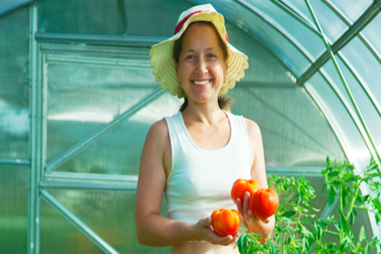 New tomato varieties with resistance to ToBRFV