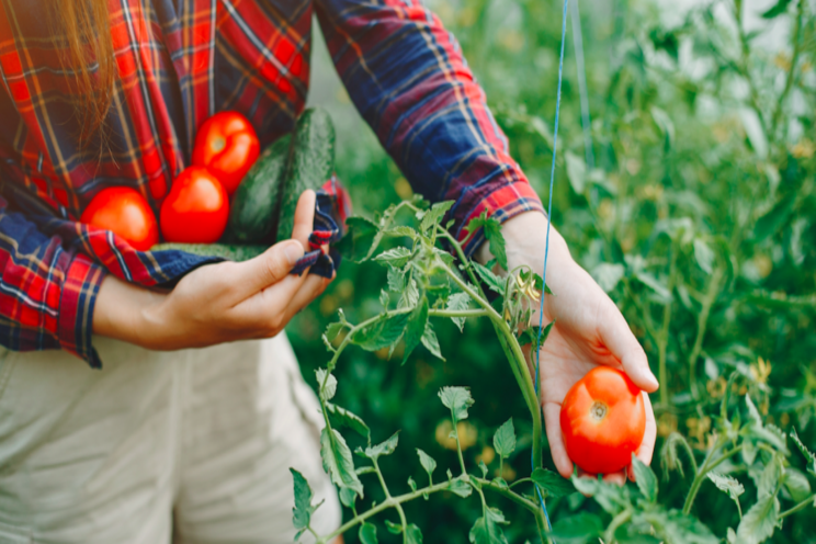 How to grow tomatoes in aquaponics