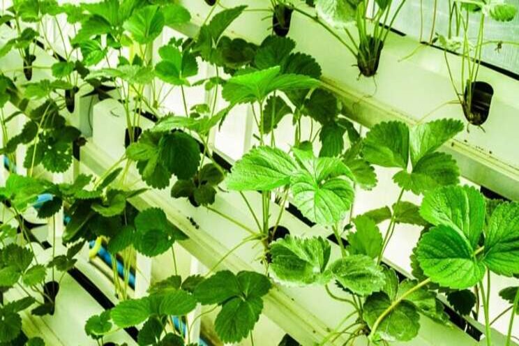 Expert input can boost yields for vertical farming