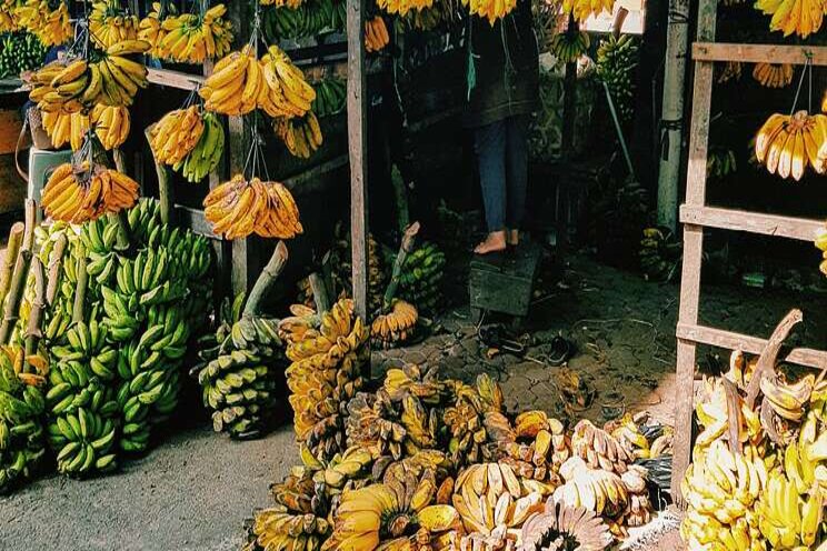 African banana varieties resistant to Panama disease