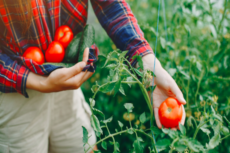 Keeping tabs on fresh tomato imports from Mexico