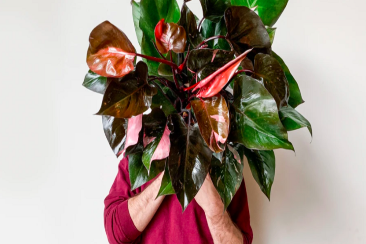 Who's paying $5,000 for one houseplant?