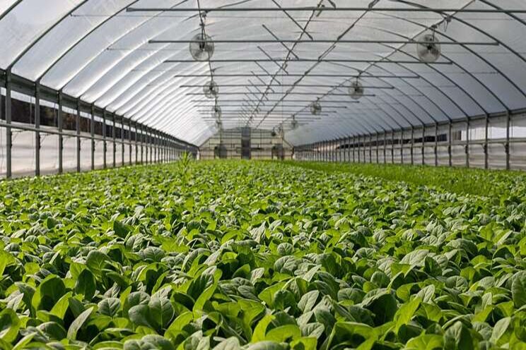 How green energy can help power greenhouses