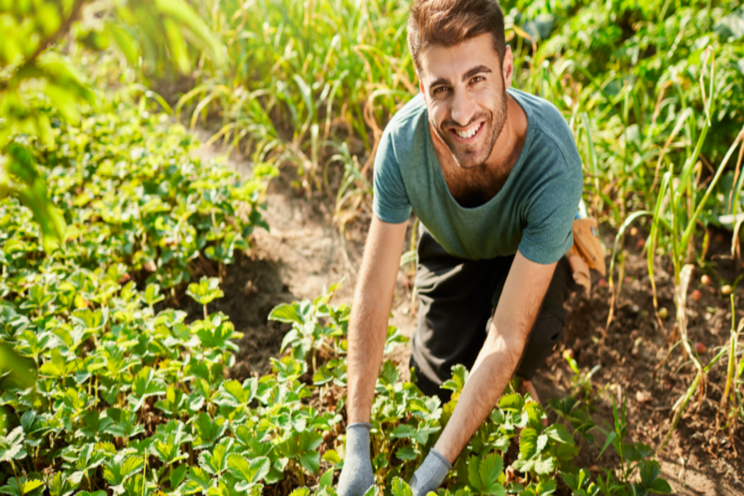 4 tips on how to harvest microgreens