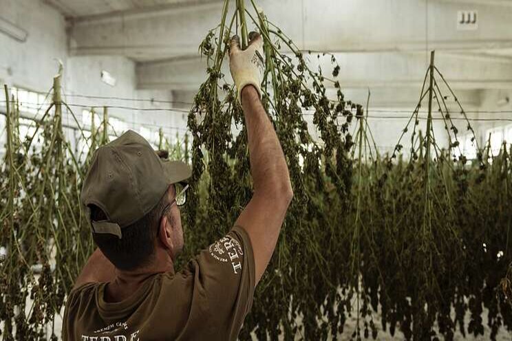 Hemp industry expansion