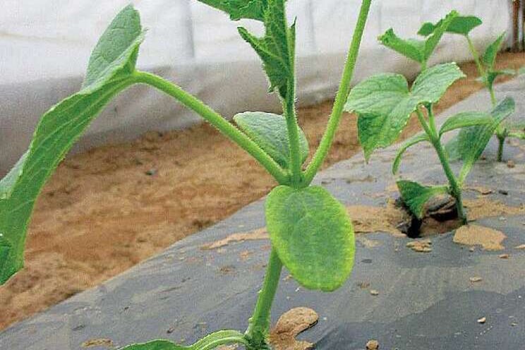 New tool to boost plant health