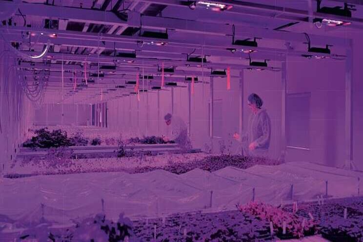 Indoor farming is the future