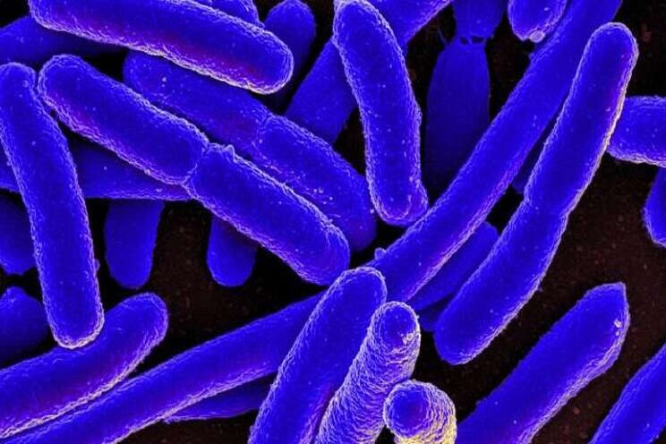 Bacterial contamination in fresh produce