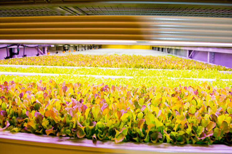 Kuwait JV opens large-scale indoor vertical farm