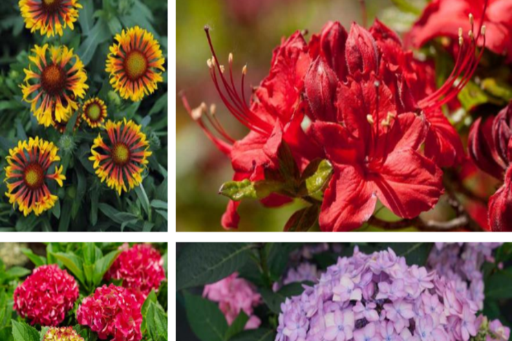 New perennials and flowering shrubs for spring 2021