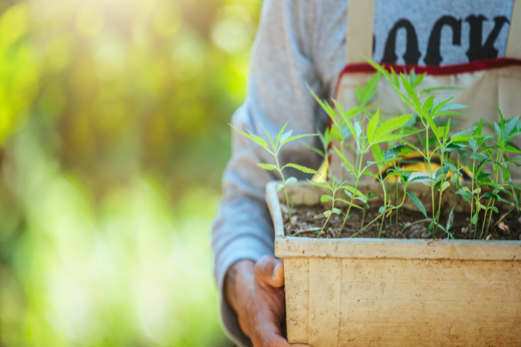 Investor interest in cannabis stocks is rebounding!