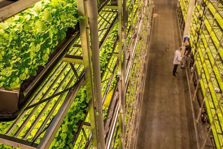 First vertical farming program addressing food deserts, inequity