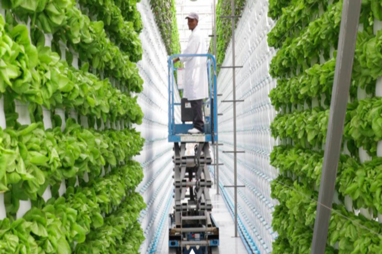 Vertical farming operation extends west coast presence