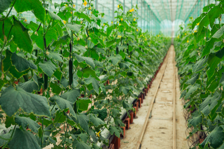 Your input is needed on greenhouse cucumber production