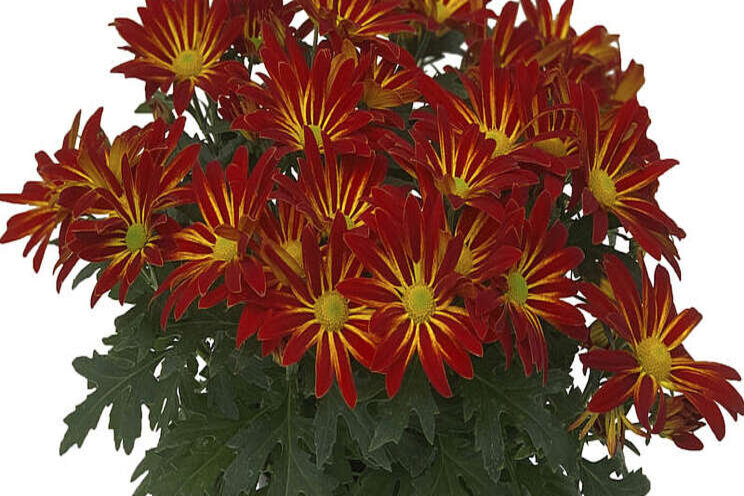 Syngenta Flowers' mum catalog now available