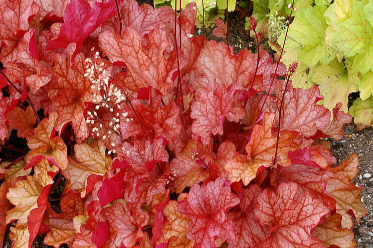 Terra Nova Nurseries Heuchera makes Netflix debut