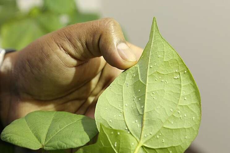 Breaking the insect population cycle in vegetables