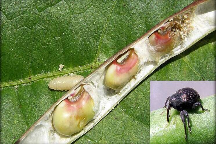 Cowpea curculio troubling for Alabama producers