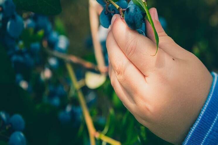 New blueberry variety