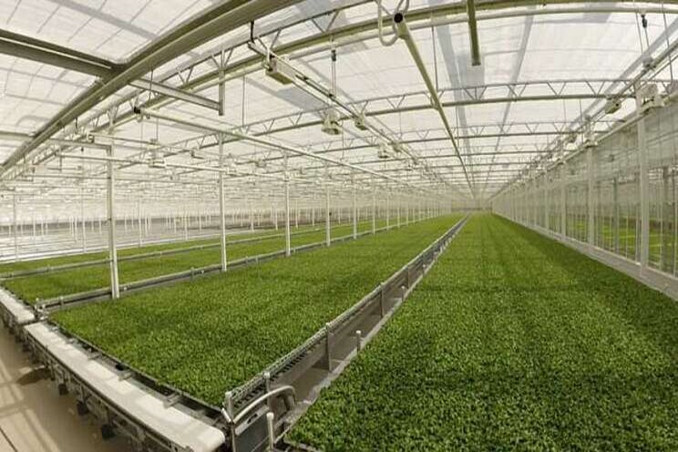 Greenhouse leafy greens industry is tackling food safety