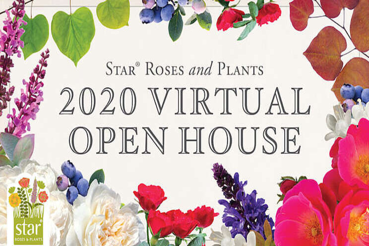 Star Roses and Plants to host virtual open house