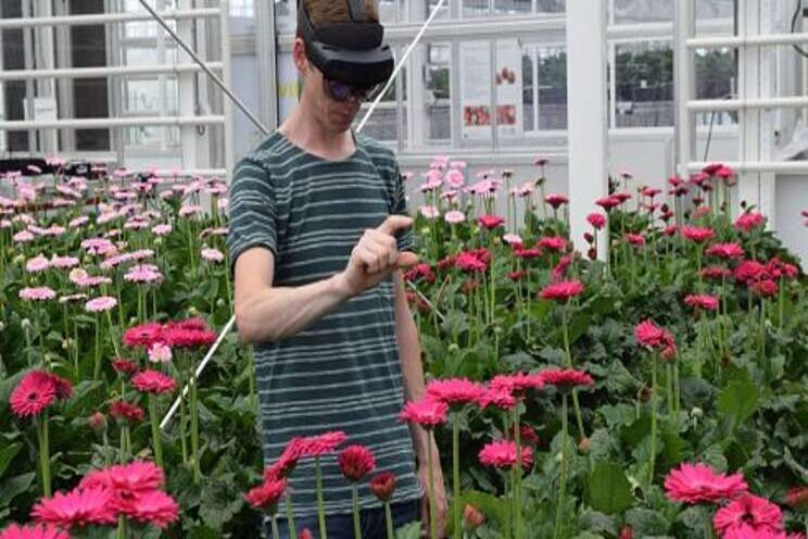 AR glasses tell if gerbera can be harvested