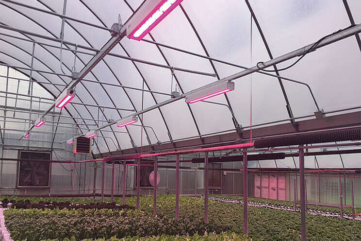 New digital guide for lighting in ornamental greenhouses