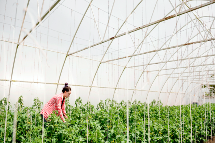 Keep veggies from getting too hot in a greenhouse