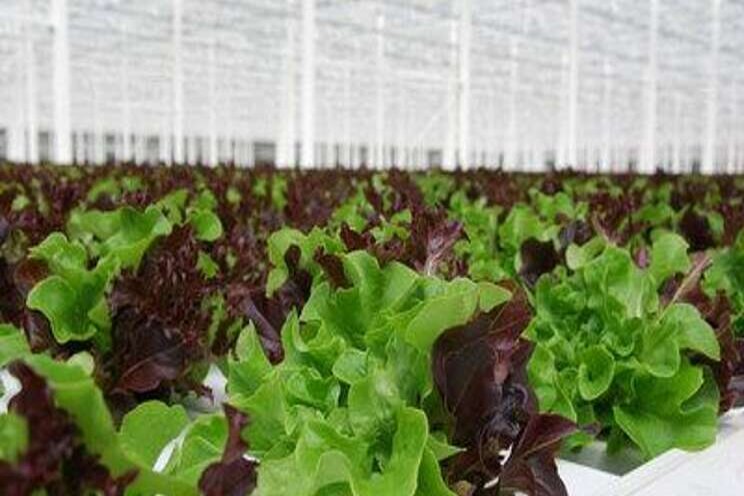 Greenhouse-grown lettuce in full Canadian menu