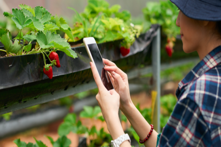 Looking for a seasonal CEA Crop? Consider strawberries