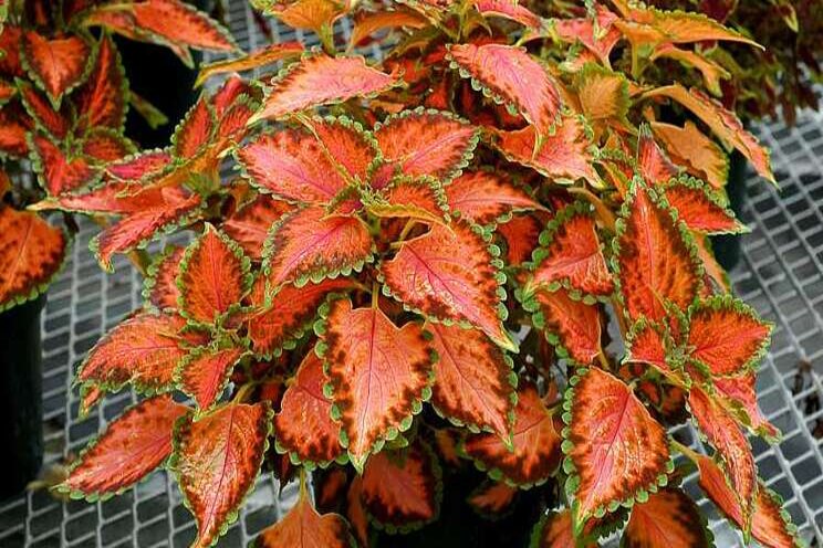 Terra Nova unveils new Coleus varieties