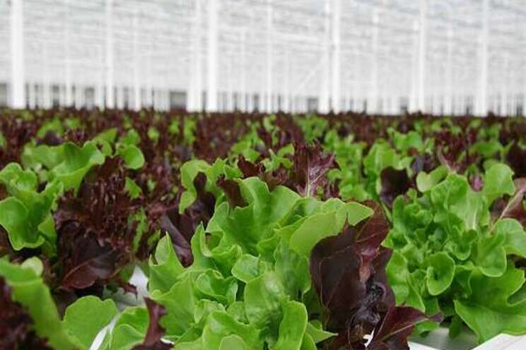 Sole source of lettuce for Canadian restaurants