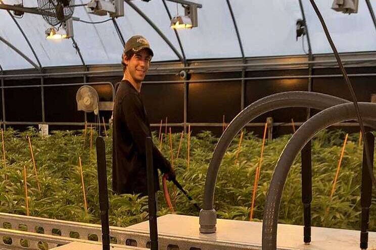 The benefits of automation in cannabis greenhouses