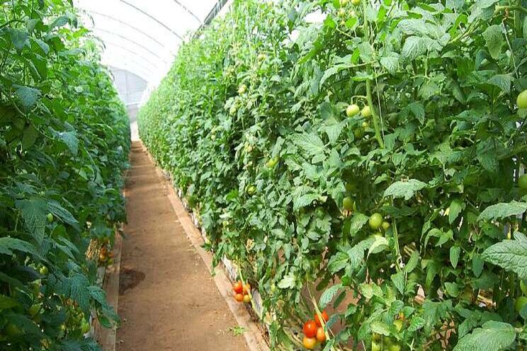 Healthy greenhouse, healthy tomatoes