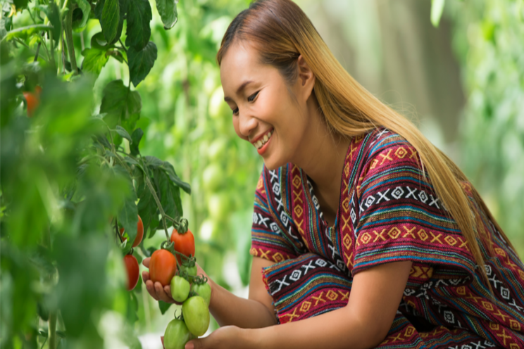 Computer grows the best tomatoes