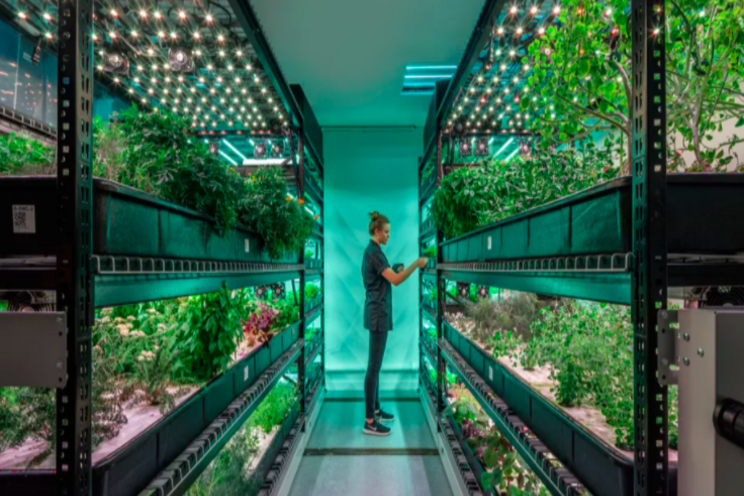 Scotland's first commercial vertical farm