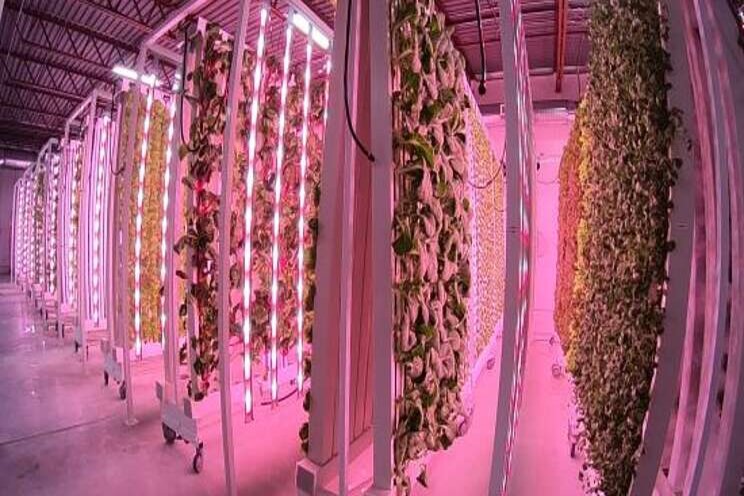 Vertical farm opens first of 20 planned facilities